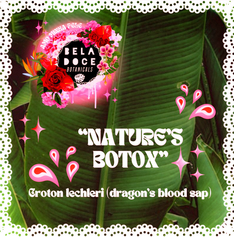 croton lechleri, natures botox. beladoce botanicals dragons blood products, ethical and sustainable